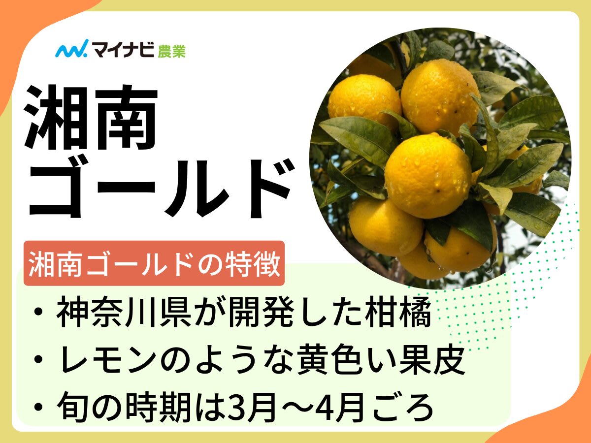 湘南ゴールドの栄養成分と健康効果を徹底解説 | 湘南ゴールド.com